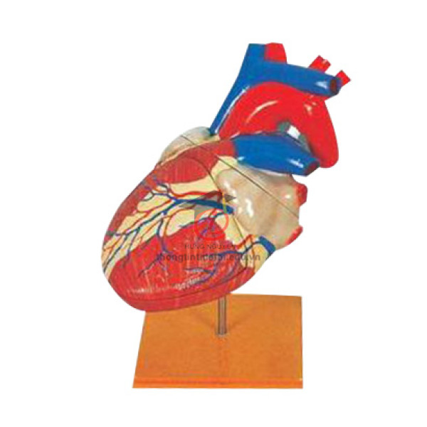 Mô hình Cấu tao tim người (CSSH2081)